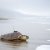 Animales Marinos &raquo; Tortugas marinas